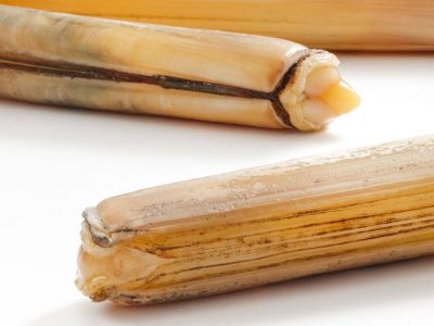 Razor clams