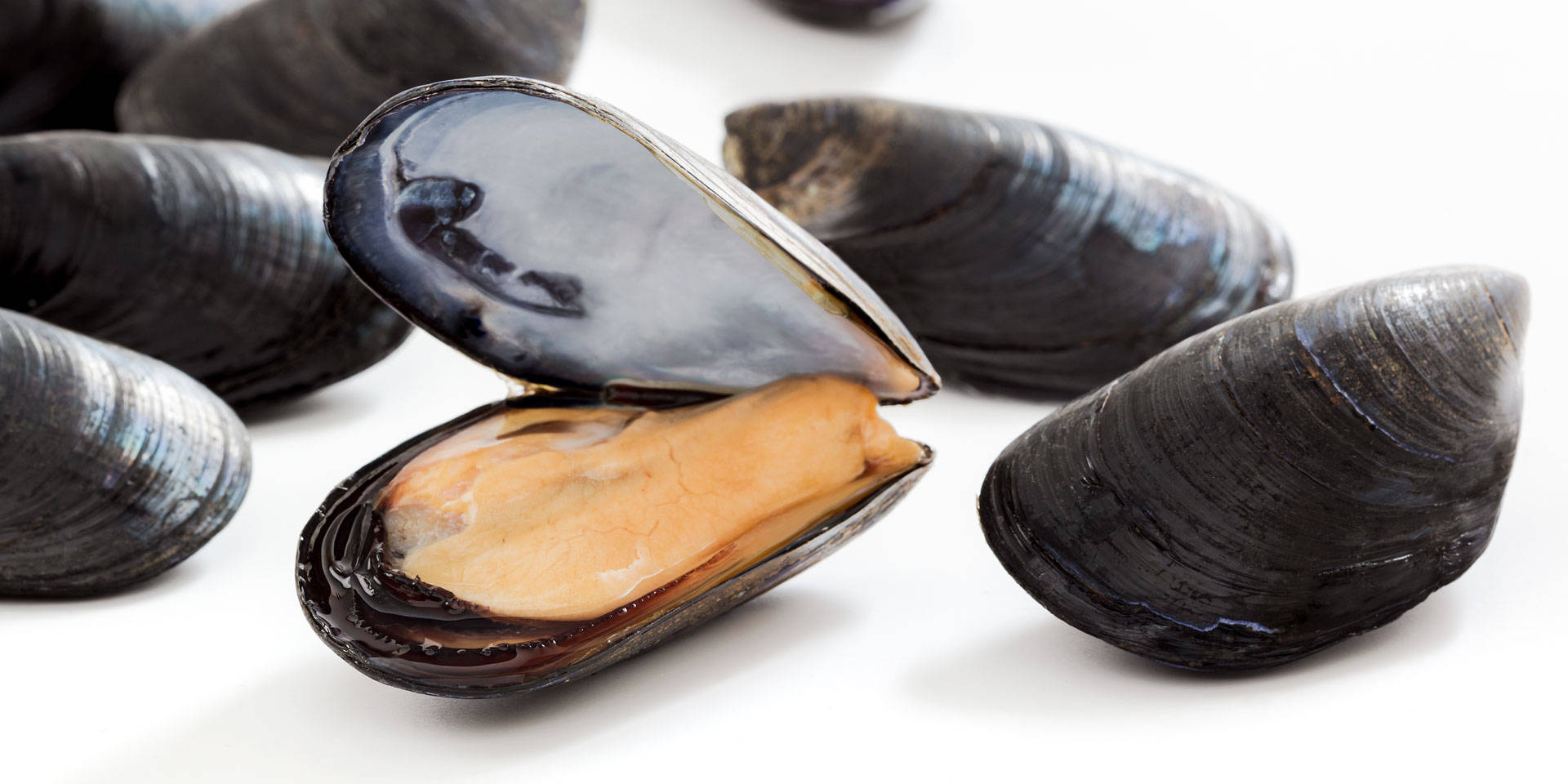 Cozze Nieddittas