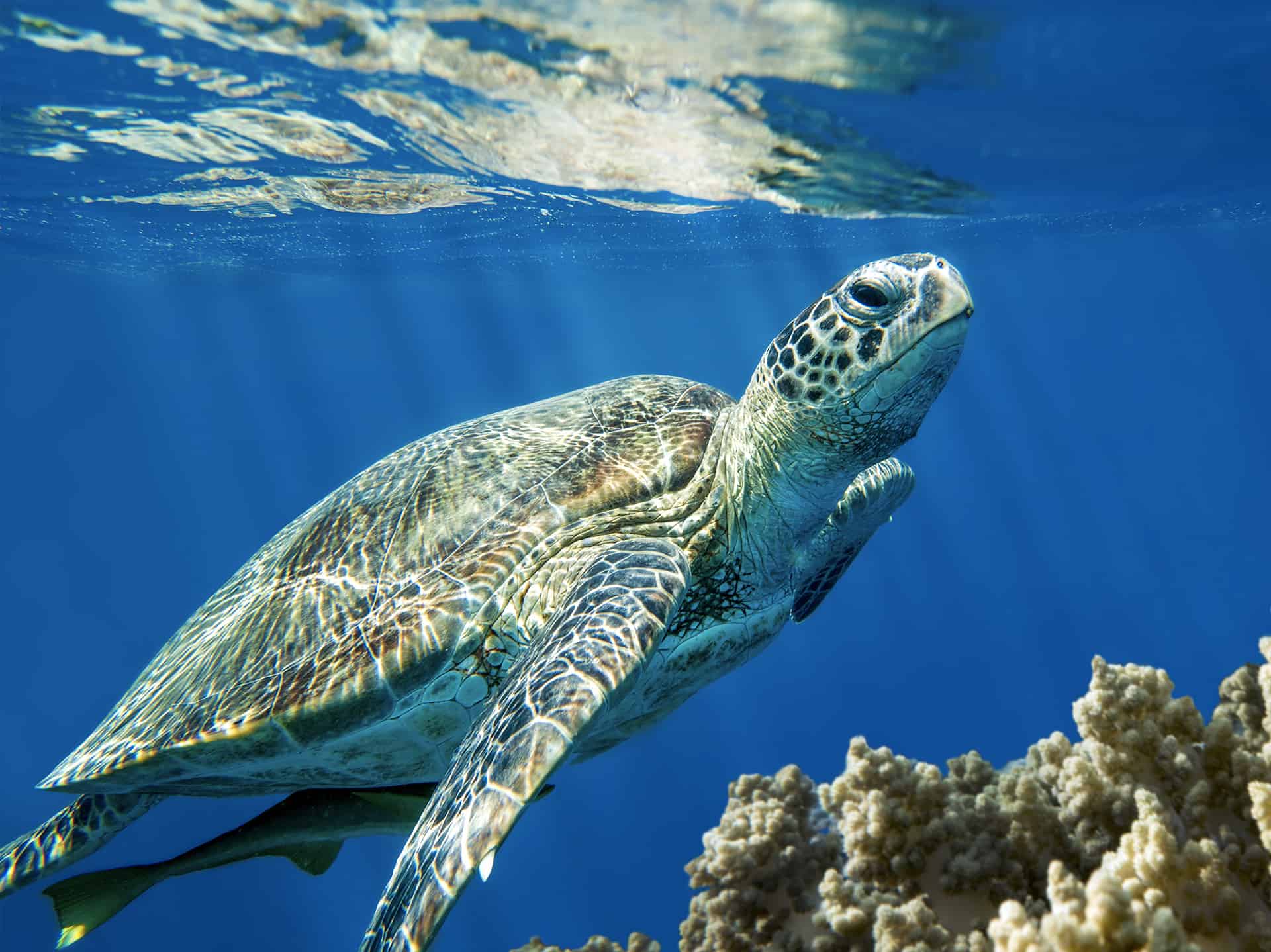 La vita del mare è la nostra vita.