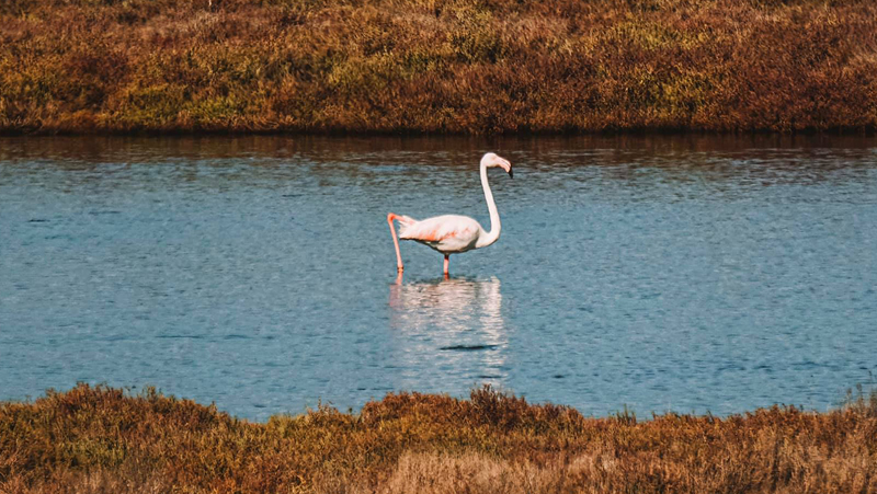 World Wetlands Day: visita naturalistica guidata e degustazione.