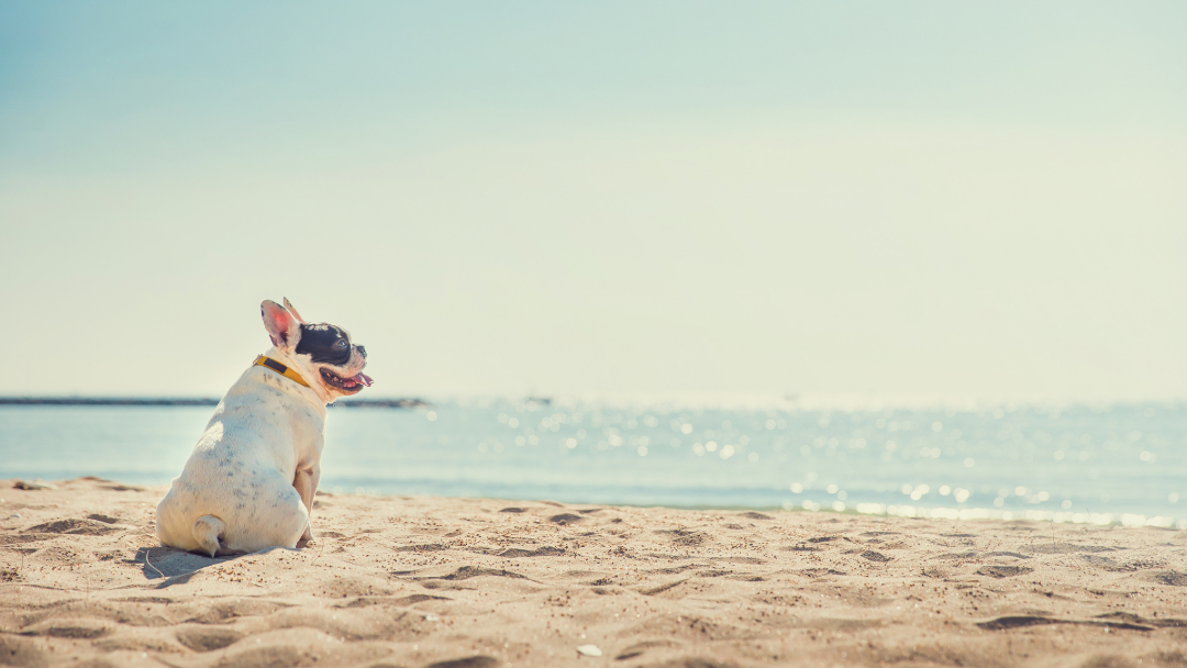 Prendere il sole in spiaggia fa bene ai cani?
