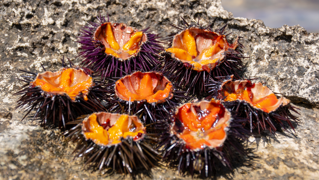 Cosa sono i ricci di mare?