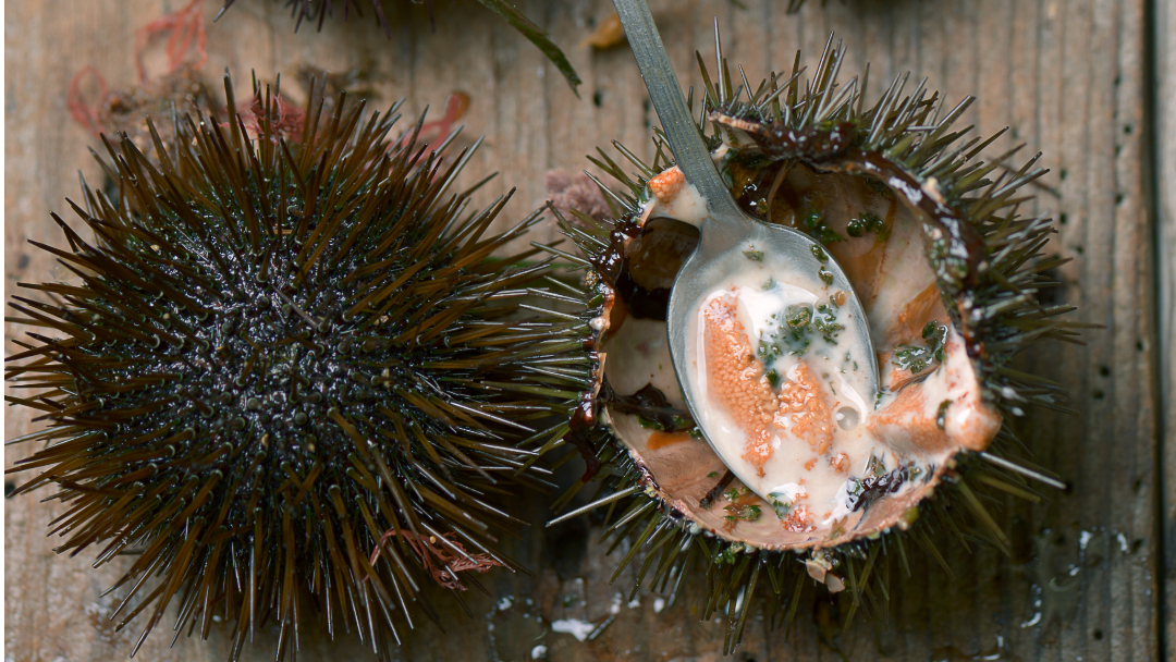 Come pulire i ricci di mare