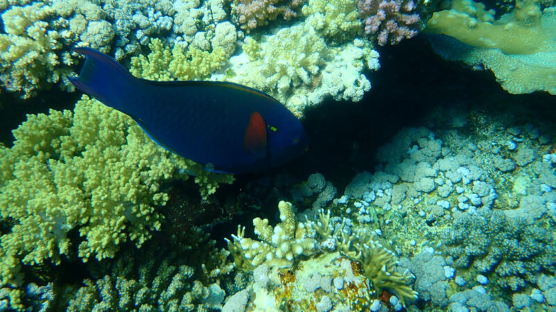 Come dormono i pesci?