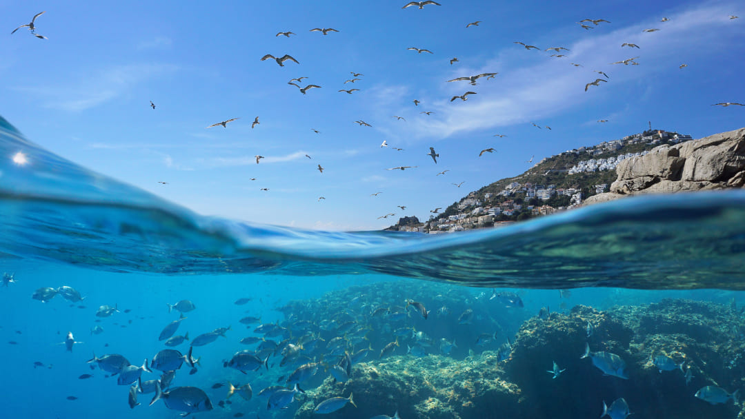 La flora e fauna del Mar Mediterraneo