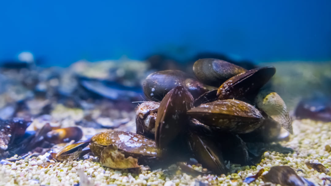 Quanti tipi di mollusco esistono?