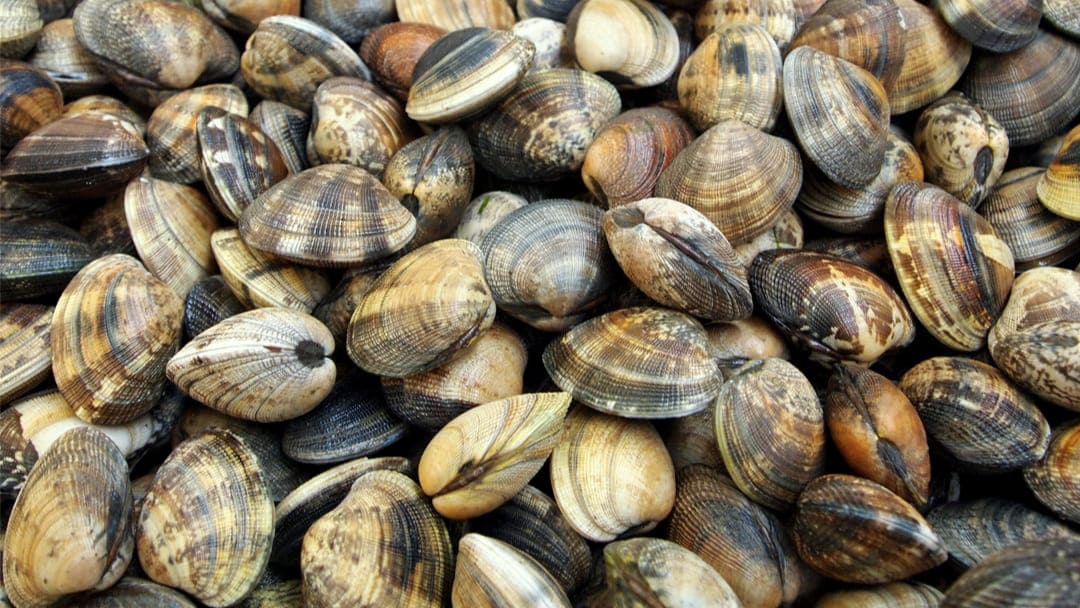 Qual è la differenza tra vongole e arselle?