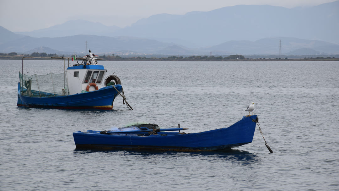 Come si pescano i tartufi di mare