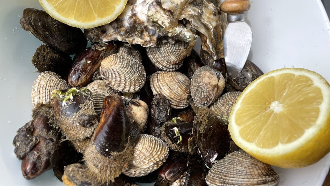 Come si cucinano i tartufi di mare