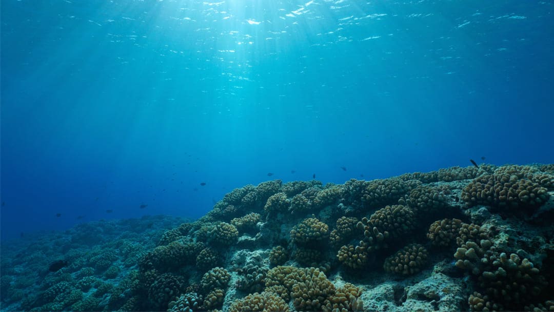 Giornata mondiale degli oceani: perché la festeggiamo e quando è?