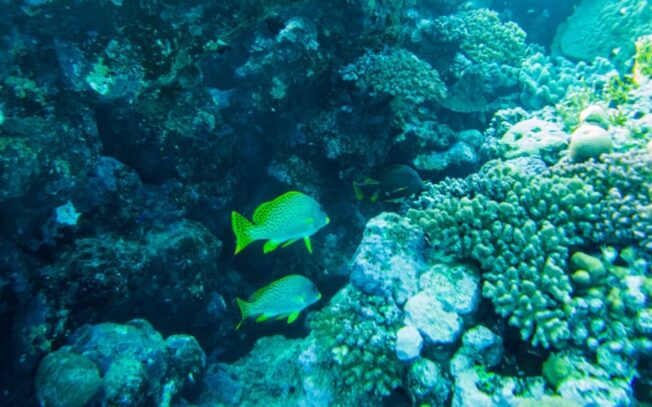Perché un pesce di mare non vive in acqua dolce?