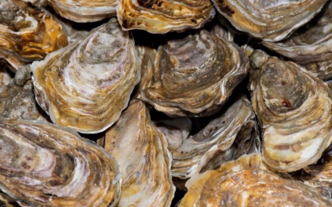 Quanti tipi di ostriche esistono?