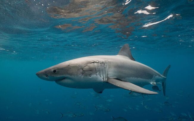 Gli 8 pesci predatori più pericolosi