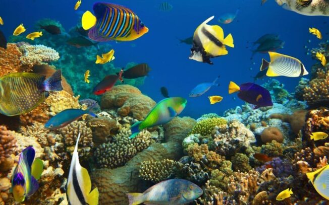 Qual è il pesce più bello del mondo?