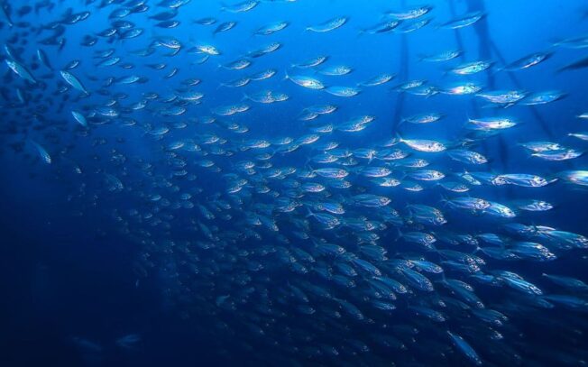 Qual è il pesce più piccolo del mondo?