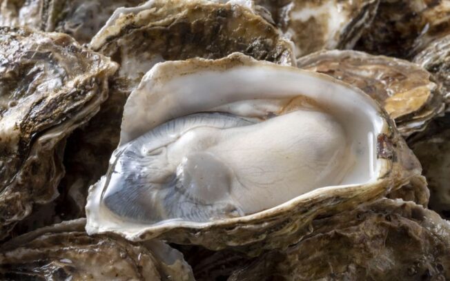 Quali sono le proprietà e i benefici delle ostriche?