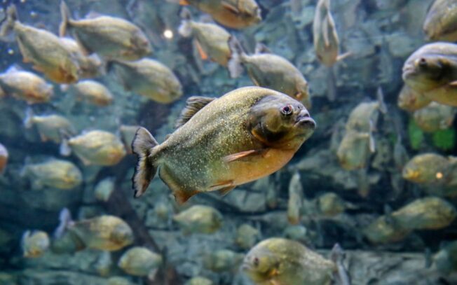 Qual è il pesce più pericoloso del mondo?