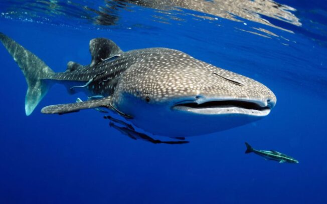 Qual è il pesce più lungo del mondo?