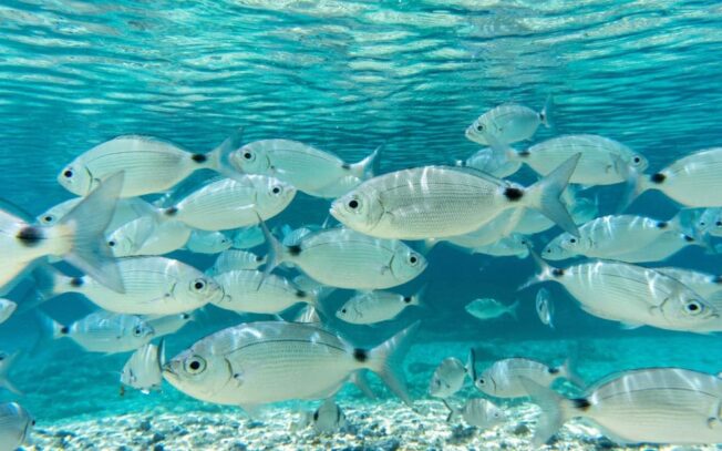 Quali pesci ci sono in Sardegna?