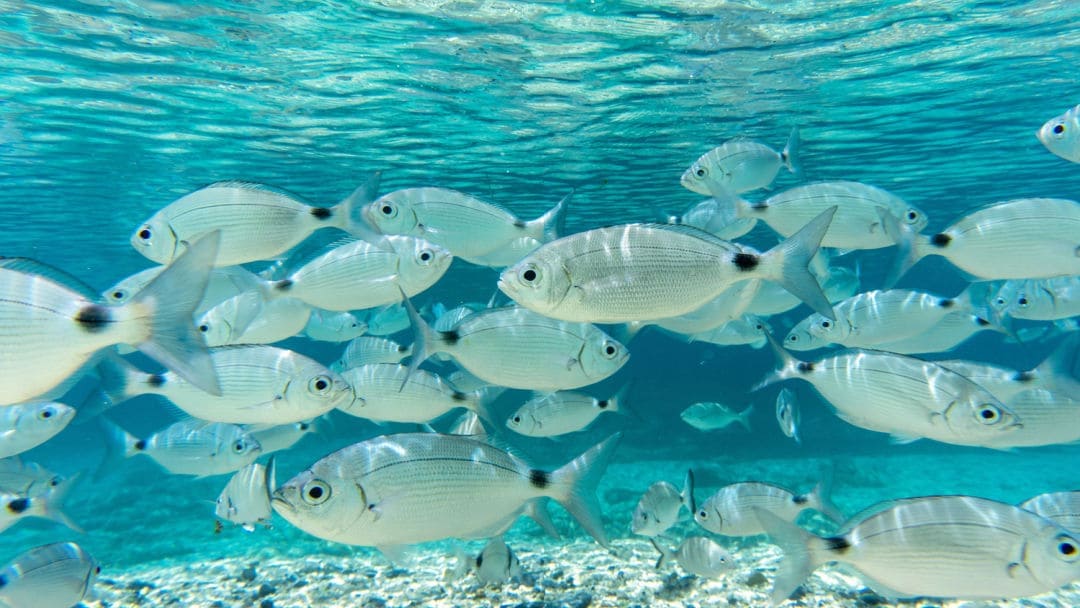 Quali pesci ci sono in Sardegna?