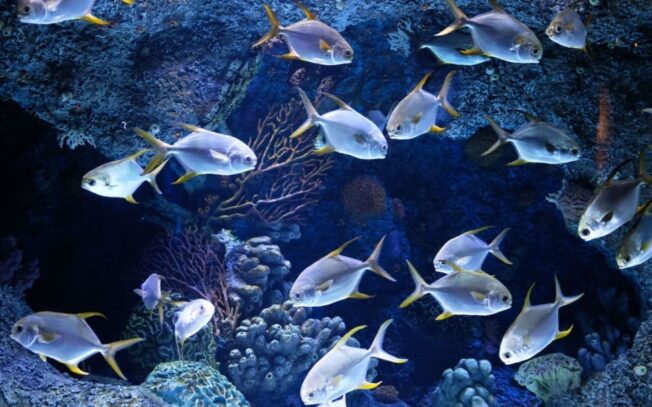 Cosa significa sognare pesce fresco?