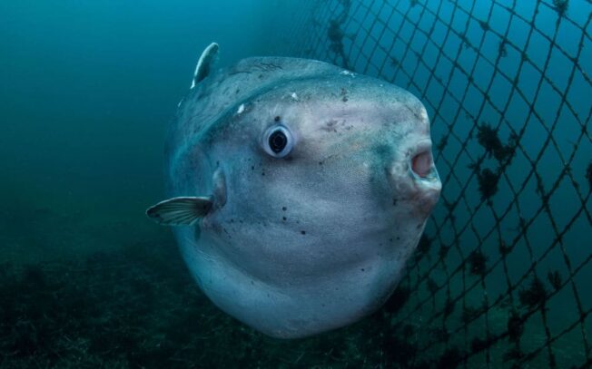 Quali sono i pesci più strani del mondo?