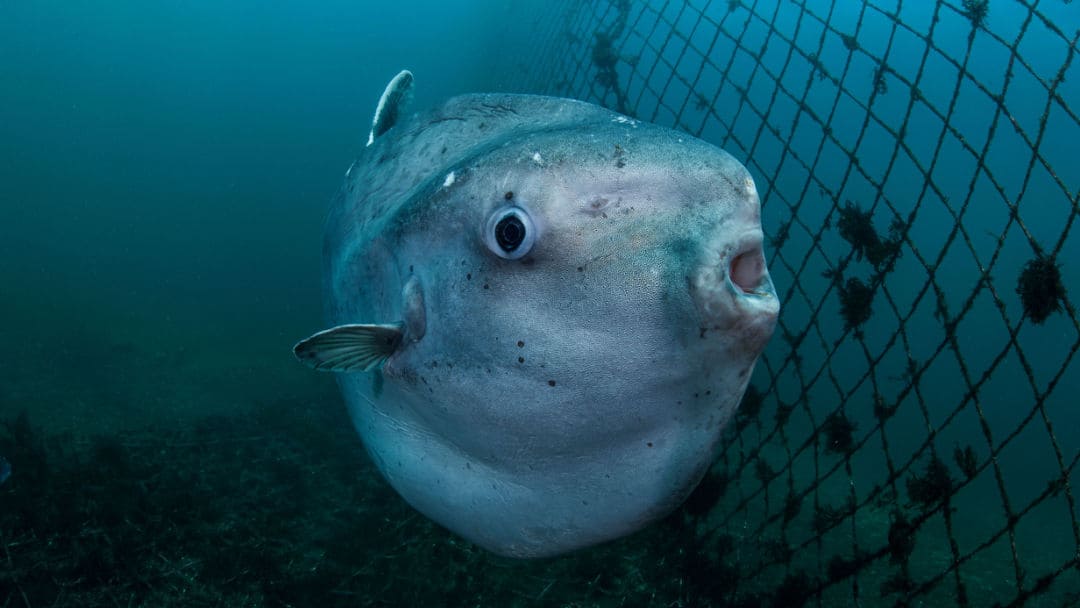 Quali sono i pesci più strani del mondo?