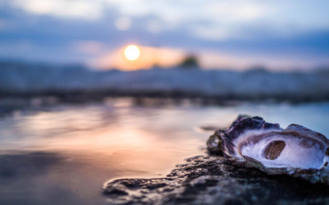 Cosa si intende per ideale dell’ostrica?