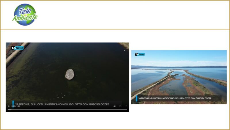 Sardegna, gli uccelli nidificano nell’isolotto con gusci di cozze