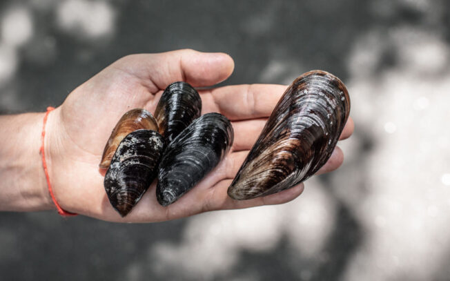 Come riconoscere una cozza maschio e femmina?