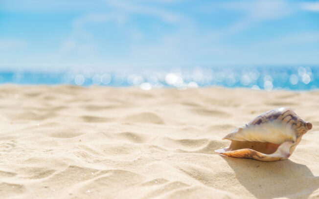 Perché nelle conchiglie si sente il rumore del mare?