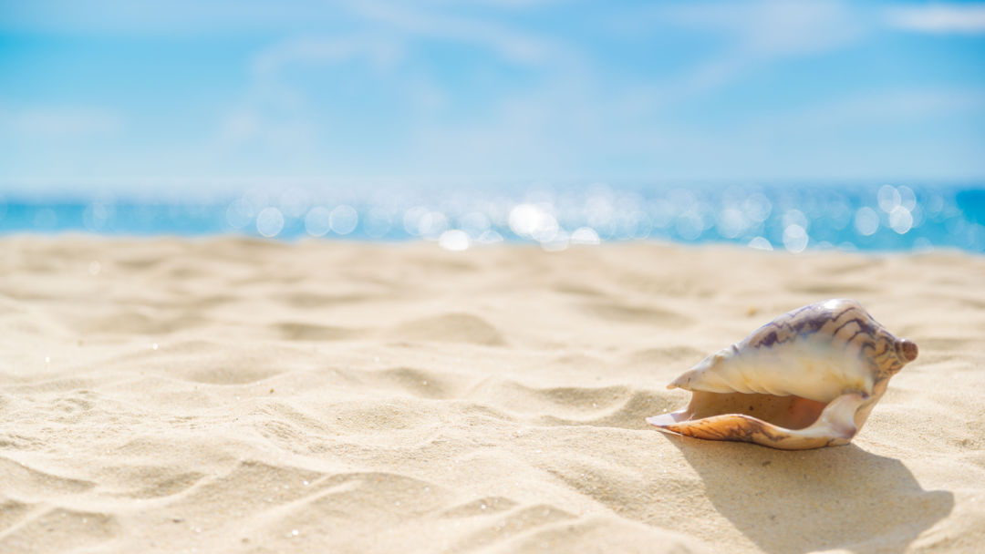 Perché nelle conchiglie si sente il rumore del mare?