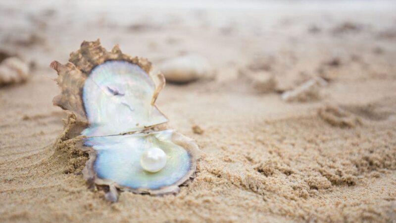 Quanto vale una perla di ostrica?