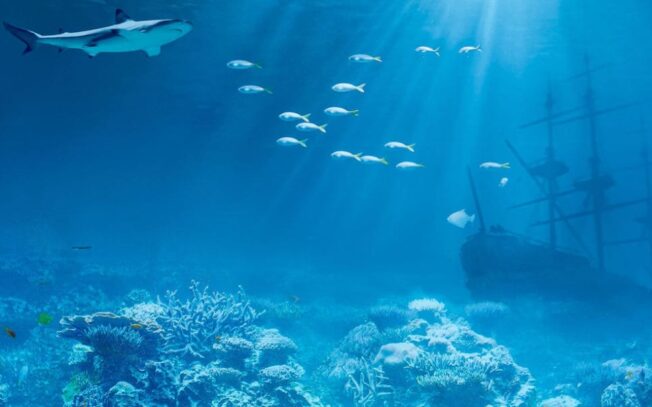 Qual è il pesce che vive più in profondità?