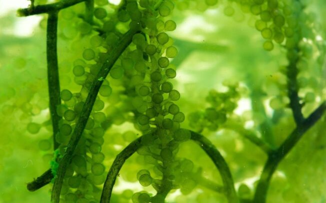 Cos’è il plancton marino?