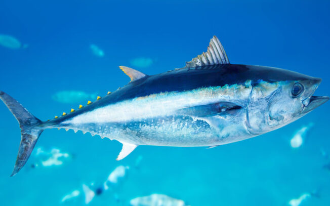 Quali sono i pesci più costosi al mondo?