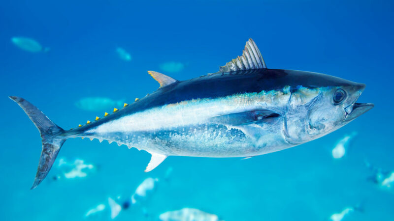 Quali sono i pesci più costosi al mondo?