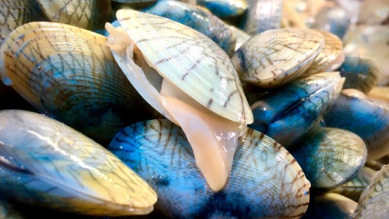 Come respirano i molluschi