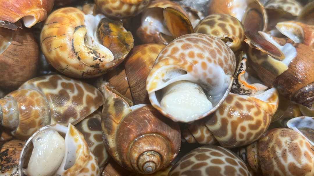 Quanti tipi di lumache di mare esistono?