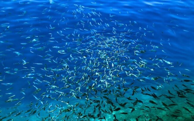 Qual è il mare più pescoso d’Italia?