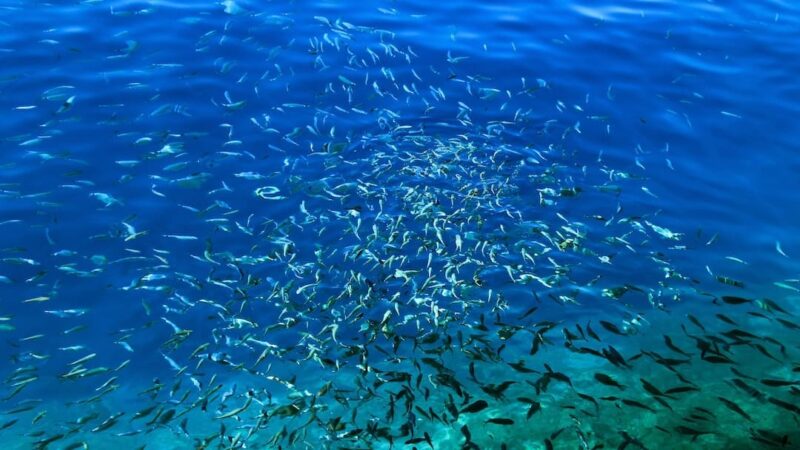 Qual è il mare più pescoso d’Italia?
