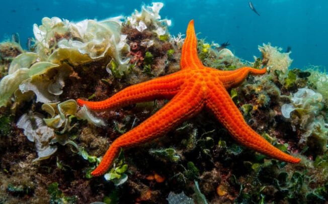 Come si sposta sul fondale una stella marina