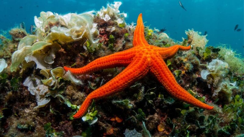 Come si sposta sul fondale una stella marina