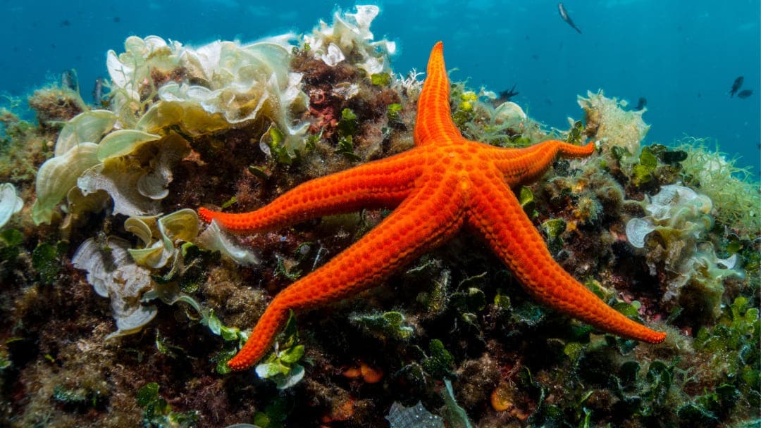 Come si sposta sul fondale una stella marina