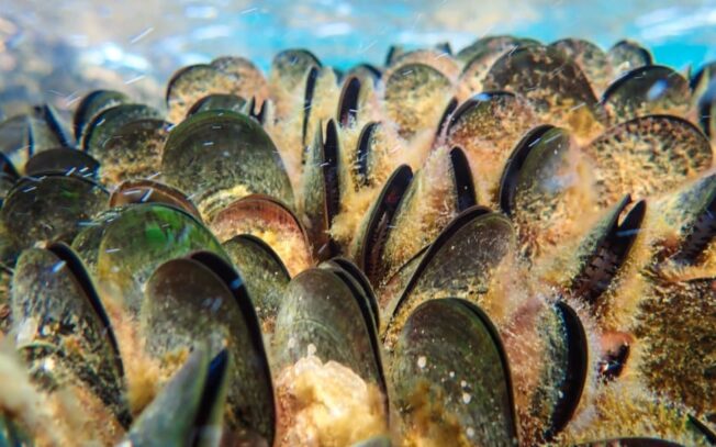 Dove vivono i molluschi?