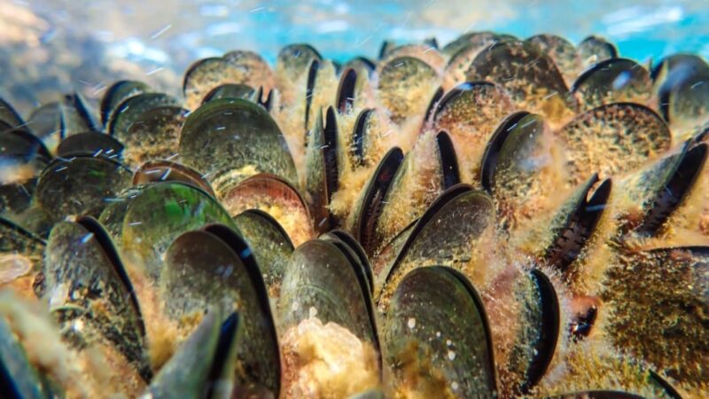 Dove vivono i molluschi?
