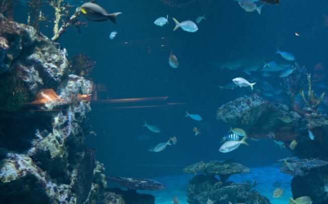 Qual è il pesce più brutto del mondo?