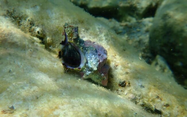 Come si ricava la porpora dal murice