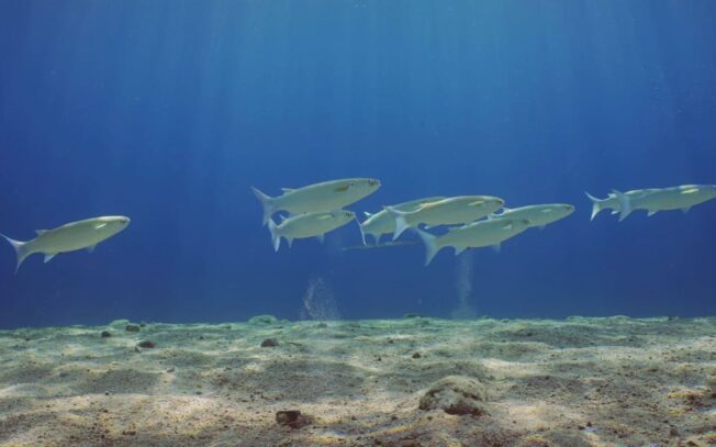 Qual è la differenza tra cefalo e muggine?