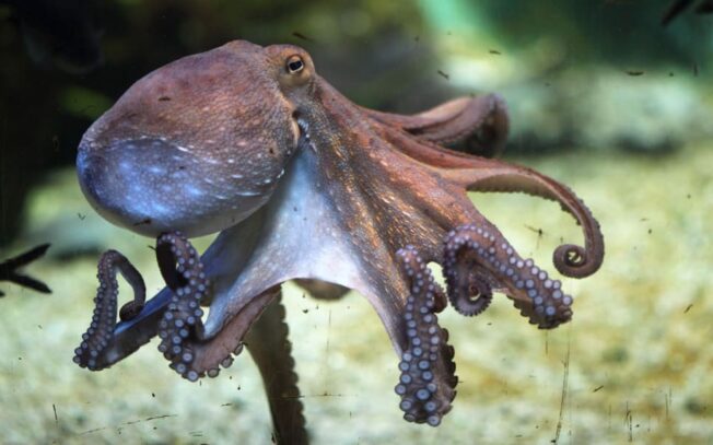 Quanti tentacoli e cuori ha il polpo?